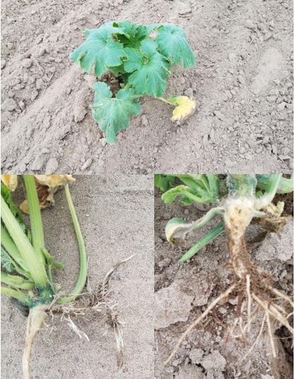 Herbicide damage on pumpkin